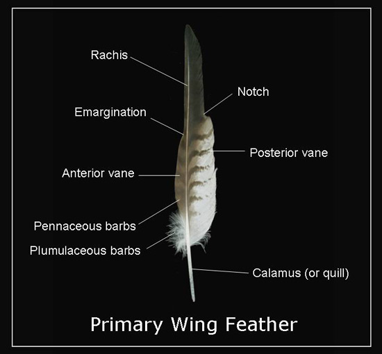 Feather Terminology Rachis Notch Emargination Vane Barbs Calamus